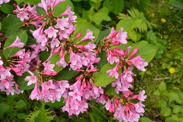 タニウツギの鮮やかな花　Weigela hortensis blossoms in japanese summer