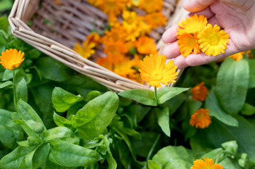 Woman picks marigold (calendula) in her garden,  worker prepares herbs for drying , healthcare concept 