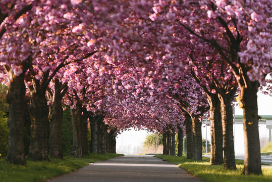 Kirschbl&uuml;te in Magdeburg, Deutschland