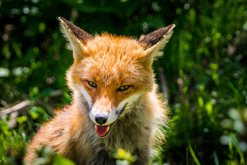 Portrait von Rotfuchs im Gran Paradiso Nationalpark, Aosta Tal, Italien