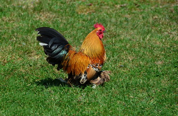 Rooster running on the grass at chicken farm