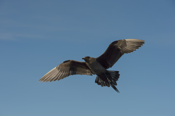 Fototapeta na wymiar Arctic Skua in flight.