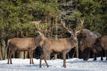 Two Red Deer ( Cervidae ) And Two European Bison (Wisent ) Against The Winter Forest. Red Deer Stag Close-Up On A Blurred Background Of Other Animals. Wildlife Scene Of Belarus.
