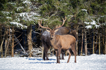 Red Deer And One European Bison ( Wisent ) Standing One By One. One Noble Red Deer (In Focus) And Large Brown Bison  (Out Of Focus) Against The Winter Forest. Red Deer Stag And Aurochs Stand Nearby