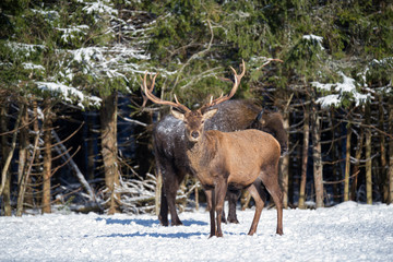 Red Deer And One European Bison ( Wisent ) Standing One By One. One Noble Red Deer (In Focus) And...