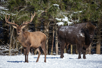 Red Deer And One European Bison ( Wisent ) Stand Nearby. One Noble Red Deer (In Focus) And Large Brown Bison  (Out Of Focus) Against The Winter Forest. Red Deer Stag And Aurochs Stand Nearby