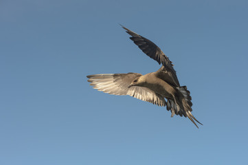 Arctic Skua in flight.