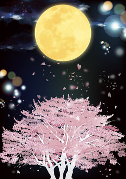 月夜桜