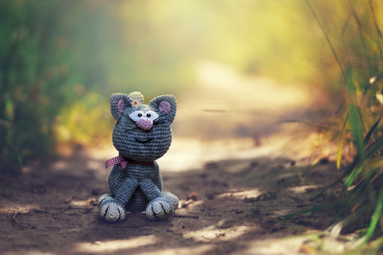 H&auml;klisch Kurzhaar Katze "Lotte" genie&szlig;t die Abendsonne