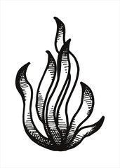 hand-drawing algae. Water plant vector illustration