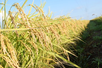 収穫前の稲穂
