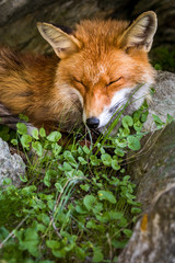 schlafender Rotfuchs im Gran Paradiso Nationalpark, Aosta Tal, Italien
