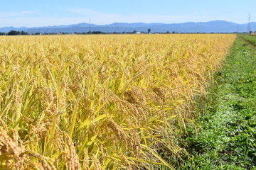 収穫前の稲穂