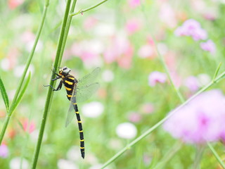イングリッシュガーデンとオニヤンマ