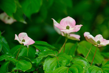 日本の山法師の花が咲く　Kousa Dogwood blooming in japanese early summer