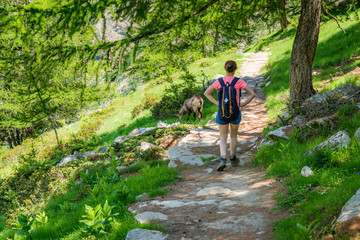 Fototapeta premium Gämse direkt neben Wanderweg mit Wanderin im Gran Paradiso Nationalpark, Aosta Tal, Italien