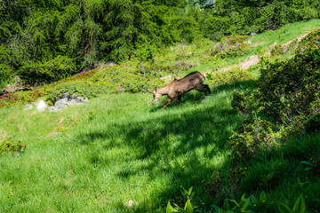 Gämse auf Alpwiese im Gran Paradiso Nationalpark, Aosta Tal, Italien