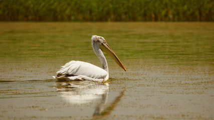Dalmatian pelican (Pelecanus crispus) swimming on water in the Danube delta