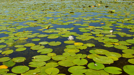 White water lilies in the Danube Delta