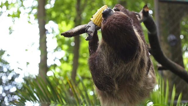 Sloth eating fresh corn 