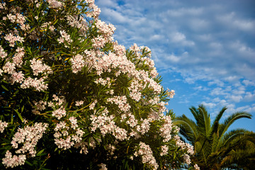 White oleanders against the background of mountains and clouds in Montenegro