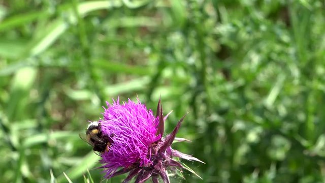 alpina, Alpine, background, bee, bumble, busy, Cicerbita, crocus, flower, fuchsia, green, insect, life, motion, nature, pink, pollinating, slow, sow-thistle