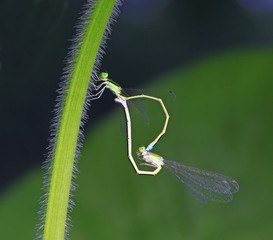 Two Damselfly