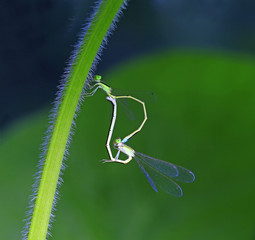 Two Damselfly
