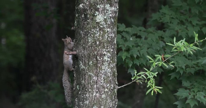 Squirrels chase each other on a tree in the forest. Handheld shot.