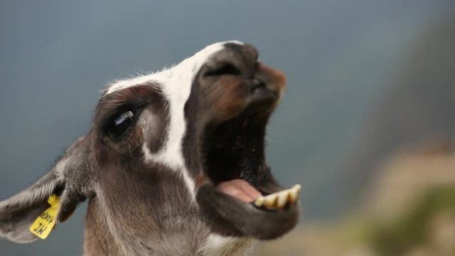 lama close up
