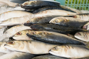 Fresh mackerel fish on ice at the market