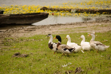 Ducks in their natural environment 