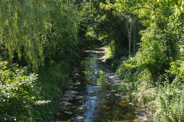 Stream hidden in a forest