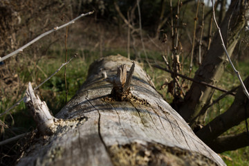 Rotten trunk in a forest