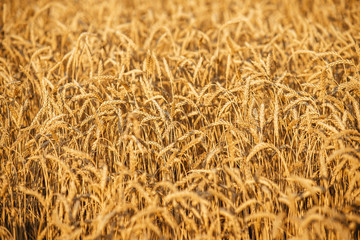 Ripe yellow ears of wheat.