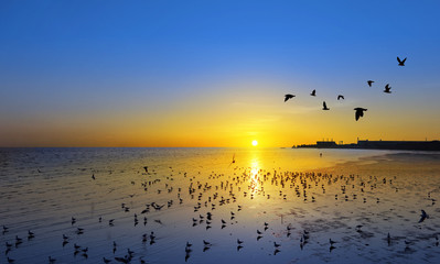 Beautiful sunset and flying birds over the sea surface