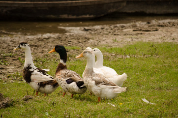 Ducks in their natural environment 