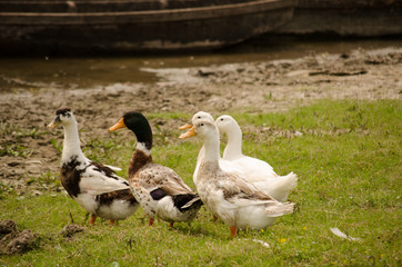 Ducks in their natural environment 