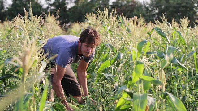 Yong farmer ollecting the corn cob on the sweetcorn field of organic eco farm