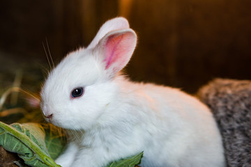 White small baby rabbit in a cage closeup