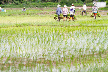 asian farmer working on Field