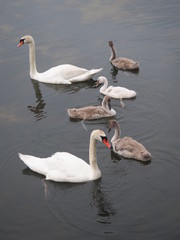 cisnes 2