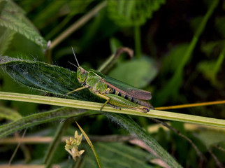grasshopper close up
