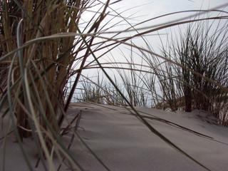 Schilf auf Düne auf Amrum in Deutschland