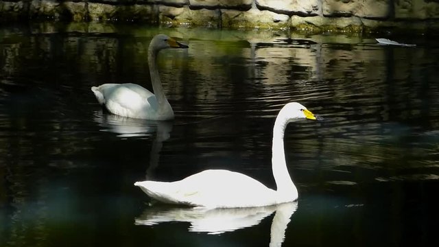 Couple of white swans swimming in old pool and looking around. Big bird on the green water with tree reflections. Sunny summer day.