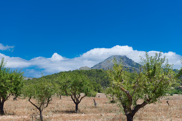 Fototapeta na wymiar Mallorca - Almond trees in the Tramuntana mountains - 4181