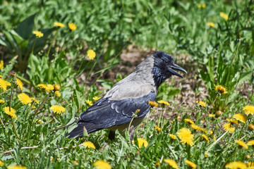 Hooded crow in the grass.