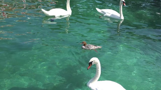 GENEVA, SWITZERLAND: Swans and ducks in the lake of Geneva, Switzerland.