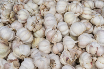  garlics in close up view from market street