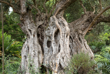 Ancient olive tree at Monte Gardens above Funchal on Madeira, Portugal